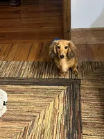 Red Dapple, a female Miniature Dachshund for sale in Americus, GA – Photo 8 of 8