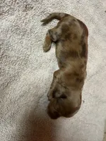 Red Dapple, a female Miniature Dachshund for sale in Americus, GA – Photo 2 of 8