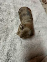 Red Dapple, a female Miniature Dachshund for sale in Americus, GA – Photo 3 of 8