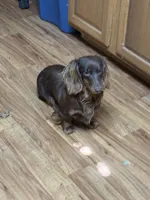 Red Dapple, a female Miniature Dachshund for sale in Americus, GA – Photo 7 of 8