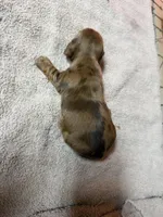 Red Dapple, a female Miniature Dachshund for sale in Americus, GA – Photo 5 of 8