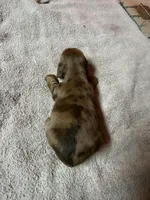 Red Dapple, a female Miniature Dachshund for sale in Americus, GA – Photo 4 of 8