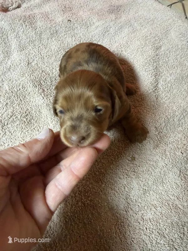 Red Dapple – Miniature Dachshund puppy for sale in Americus, GA