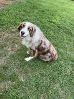 Pink collar, a female Australian Shepherd for sale in Americus, GA – 10 of 10