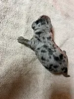 Black & tan dapple male, a female Miniature Dachshund for sale in Americus, GA – Photo 4 of 7