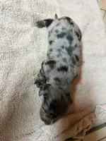 Black & tan dapple male, a female Miniature Dachshund for sale in Americus, GA – Photo 3 of 7