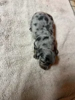 Black & tan dapple male, a female Miniature Dachshund for sale in Americus, GA – Photo 5 of 7