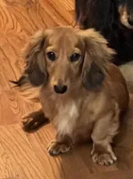 Black & tan dapple male, a female Miniature Dachshund for sale in Americus, GA – Photo 6 of 7