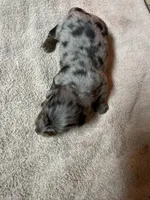 Black & tan dapple male, a female Miniature Dachshund for sale in Americus, GA – Photo 1 of 7