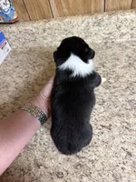 Black & tan w/white female #4, a female Pembroke Welsh Corgi for sale in Americus, GA – 6 of 8