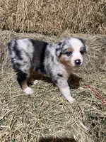 Purple collar, a female Australian Shepherd for sale in Americus, GA – 8 of 10