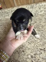 Black & tan w/white female #5, a female Pembroke Welsh Corgi for sale in Americus, GA – 4 of 10