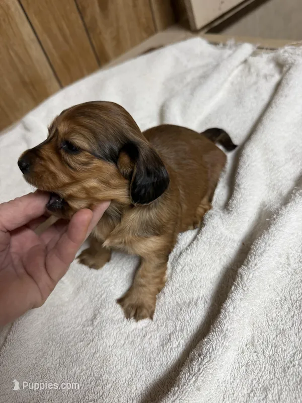 Red sable female – Miniature Dachshund puppy for sale in Americus, GA