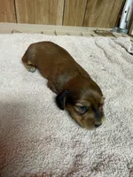 Red sable female, a female Miniature Dachshund for sale in Americus, GA – Photo 2 of 6