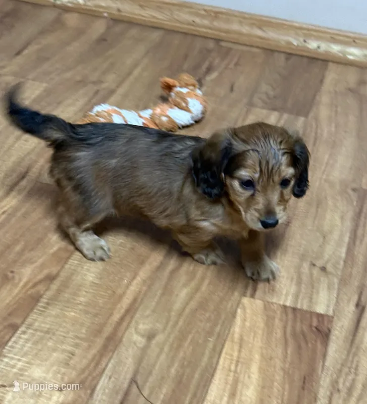 Red sable female – Miniature Dachshund puppy for sale in Americus, GA