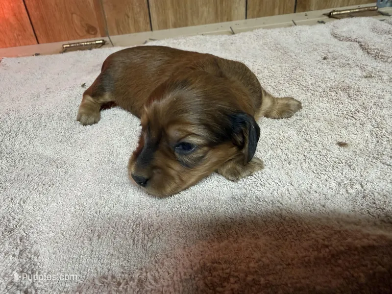 Red sable female – Miniature Dachshund puppy for sale in Americus, GA