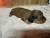 Red sable female, a female Miniature Dachshund for sale in Americus, GA – Photo 5 of 6