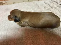 Red sable female, a female Miniature Dachshund for sale in Americus, GA – Photo 4 of 6