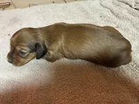 Red sable female, a female Miniature Dachshund for sale in Americus, GA – Photo 6 of 6