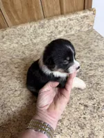 Black & tan w/white female #4, a female Pembroke Welsh Corgi for sale in Americus, GA – 3 of 8