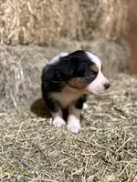 Green collar, a male Australian Shepherd for sale in Americus, GA – 2 of 10
