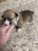 Red & white female #3, a female Pembroke Welsh Corgi for sale in Americus, GA – 1 of 10