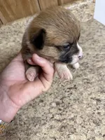 Red & white female #3, a female Pembroke Welsh Corgi for sale in Americus, GA – 2 of 10