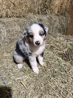 Purple collar, a female Australian Shepherd for sale in Americus, GA – 7 of 10