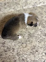 Red & white female #2, a female Pembroke Welsh Corgi for sale in Americus, GA – 4 of 10