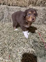 Orange collar, a male Australian Shepherd for sale in Americus, GA – 8 of 10
