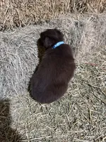 Blue collar, a male Australian Shepherd for sale in Americus, GA – 6 of 9