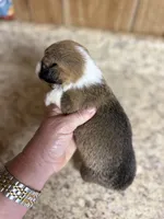 Red & white female #2, a female Pembroke Welsh Corgi for sale in Americus, GA – 2 of 10