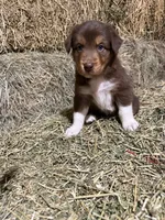 Orange collar, a male Australian Shepherd for sale in Americus, GA – 7 of 10
