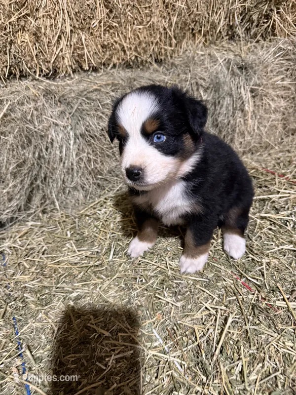 Pink collar – Australian Shepherd puppy for sale in Americus, GA