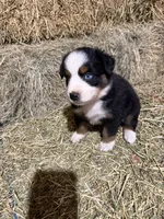 Pink collar, a female Australian Shepherd for sale in Americus, GA – 1 of 10