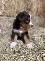 Red collar, a male Australian Shepherd for sale in Americus, GA – 5 of 10