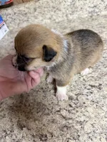 Red & white female #1, a female Pembroke Welsh Corgi for sale in Americus, GA – 8 of 9