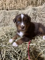 Blue collar, a male Australian Shepherd for sale in Americus, GA – 7 of 9