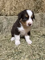 Navy collar, a male Australian Shepherd for sale in Americus, GA – 5 of 10