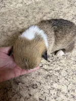 Red & white female #3, a female Pembroke Welsh Corgi for sale in Americus, GA – 9 of 10