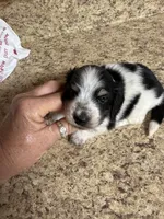 Black & Cream Piebald - male , a male Miniature Dachshund for sale in Americus, GA – 6 of 10