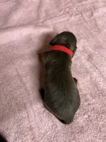 Chocolate & tan - Red collar, a female Miniature Dachshund for sale in Americus, GA – Photo 4 of 7