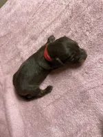 Chocolate & tan - Red collar, a female Miniature Dachshund for sale in Americus, GA – Photo 5 of 7