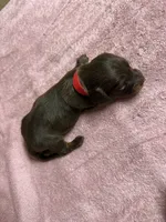 Chocolate & tan - Red collar, a female Miniature Dachshund for sale in Americus, GA – Photo 6 of 7