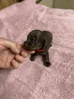 Chocolate & tan - Red collar, a female Miniature Dachshund for sale in Americus, GA – Photo 2 of 7