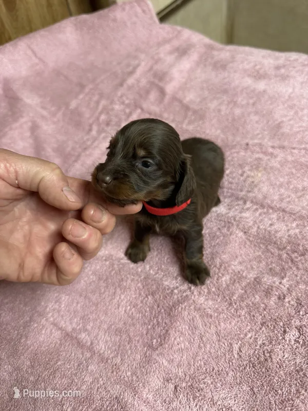Chocolate & tan - Red collar – Miniature Dachshund puppy for sale in Americus, GA