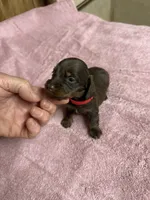 Chocolate & tan - Red collar, a female Miniature Dachshund for sale in Americus, GA – Photo 1 of 7
