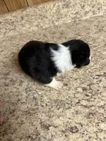 Black & tan w/white female #4, a female Pembroke Welsh Corgi for sale in Americus, GA – 5 of 8