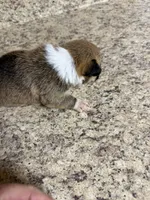 Red & white female #3, a female Pembroke Welsh Corgi for sale in Americus, GA – 7 of 10