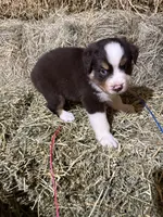 Navy collar, a male Australian Shepherd for sale in Americus, GA – 7 of 10